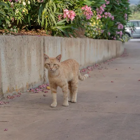 New Vista Blu * Alguer