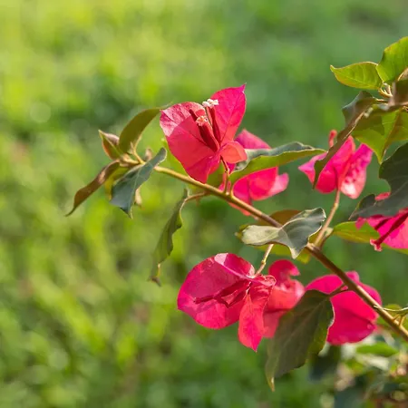 New Vista Blu * Alguer